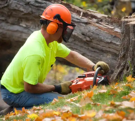 tree services Hillburn